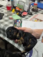 Aspen, a female Miniature Dachshund for sale in Bay Springs, MS – 6 of 6