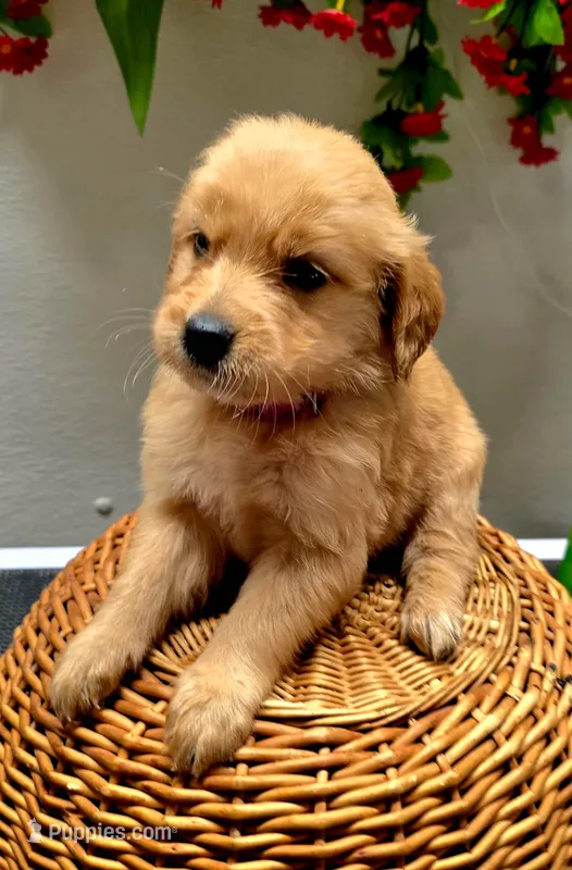 Pink collar – Golden Retriever puppy for sale in Red Boiling Springs, TN