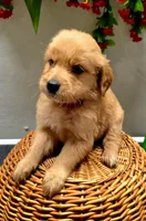 Pink collar, a female Golden Retriever for sale in Red Boiling Springs, TN – 1 of 3