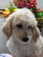 Stuart, a male Goldendoodle for sale in Red Boiling Springs, TN – 1 of 1