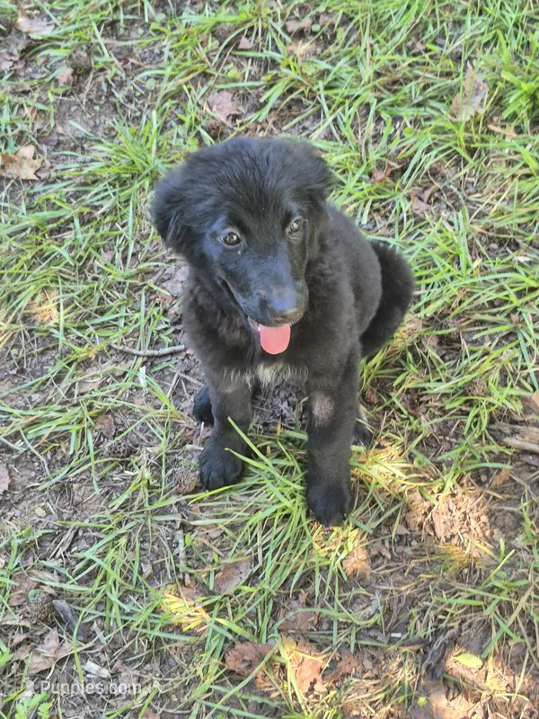Zena – Golden Mountain Dog puppy for sale in Bay Springs, MS