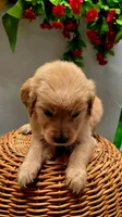 Pink collar, a female Golden Retriever for sale in Red Boiling Springs, TN – 3 of 3