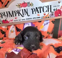 Biscotti , a male Doxiepoo for sale in Bay Springs, MS – 2 of 9