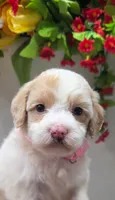 Princess Penny, a female Miniature Goldendoodle for sale in Red Boiling Springs, TN – 4 of 6