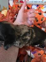 Keebler, a male Doxiepoo for sale in Bay Springs, MS – 10 of 10