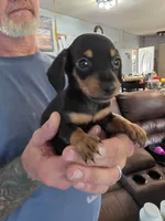 Rocky, a male Miniature Dachshund for sale in Bay Springs, MS – 6 of 7