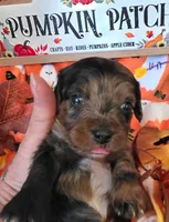 Keebler, a male Doxiepoo for sale in Bay Springs, MS – 1 of 10