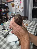 Chestnut , a male Miniature Dachshund for sale in Bay Springs, MS – 4 of 5