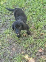 Zena, a female Golden Mountain Dog for sale in Bay Springs, MS – 4 of 7
