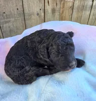 Midnight, a female Miniature Goldendoodle for sale in Red Boiling Springs, TN – 6 of 6