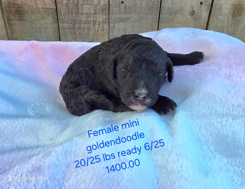 Midnight – Miniature Goldendoodle puppy for sale in Red Boiling Springs, TN