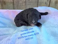 Midnight, a female Miniature Goldendoodle for sale in Red Boiling Springs, TN – 1 of 6