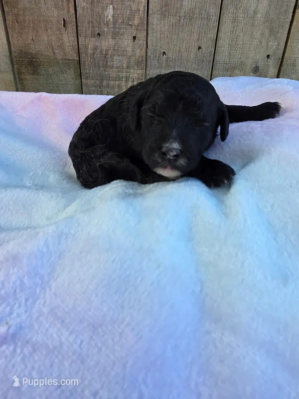 Midnight – Miniature Goldendoodle puppy for sale in Red Boiling Springs, TN