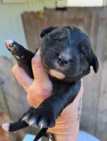 Midnight, a female Miniature Goldendoodle for sale in Red Boiling Springs, TN – 3 of 6