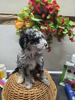 Skittles, a female Miniature Goldendoodle for sale in Red Boiling Springs, TN – 2 of 3