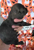 Biscotti , a male Doxiepoo for sale in Bay Springs, MS – 3 of 9