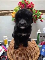 Star, a female Golden Mountain Dog for sale in Red Boiling Springs, TN – 2 of 3