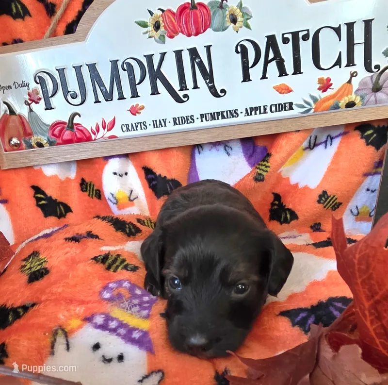 Brownie – Doxiepoo puppy for sale in Bay Springs, MS
