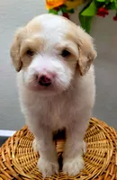 Bernie Mac, a male Miniature Goldendoodle for sale in Red Boiling Springs, TN – 2 of 3