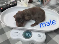 Chestnut , a male Miniature Dachshund for sale in Bay Springs, MS – 5 of 5