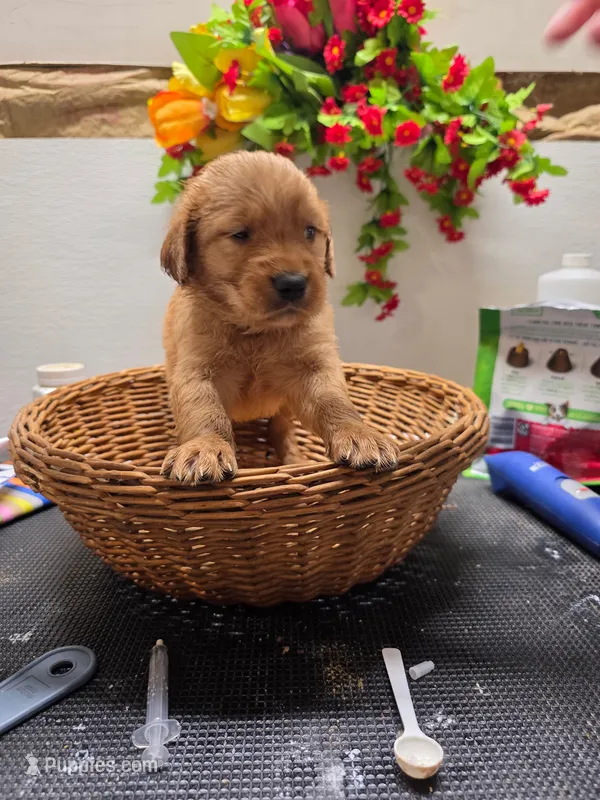Blue collar – Golden Retriever puppy for sale in Red Boiling Springs, TN