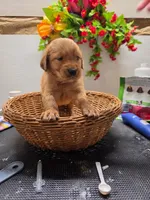 Blue collar, a male Golden Retriever for sale in Red Boiling Springs, TN – 1 of 5