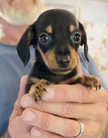 Rocky, a male Miniature Dachshund for sale in Bay Springs, MS – 3 of 7