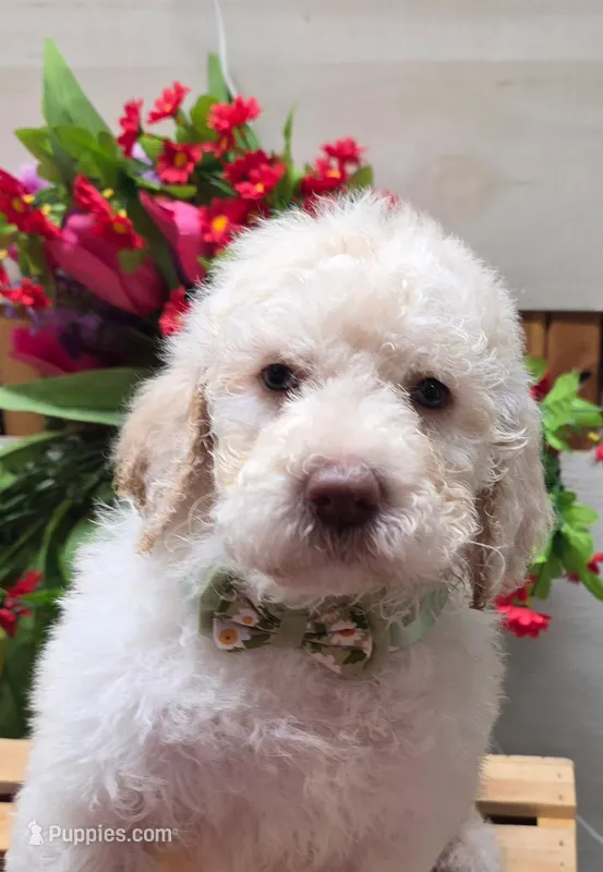 Frankie – Goldendoodle puppy for sale in Red Boiling Springs, TN
