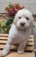 Frankie, a male Goldendoodle for sale in Red Boiling Springs, TN – Photo 2 of 3