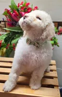 Frankie, a male Goldendoodle for sale in Red Boiling Springs, TN – Photo 3 of 3