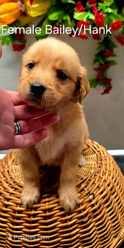 No collar – Golden Retriever puppy for sale in Red Boiling Springs, TN