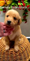 No collar, a female Golden Retriever for sale in Red Boiling Springs, TN – 1 of 3