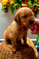 Blue collar, a male Golden Retriever for sale in Red Boiling Springs, TN – 2 of 5