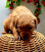 Blue collar, a male Golden Retriever for sale in Red Boiling Springs, TN – 4 of 5