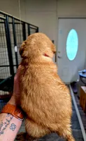 Red collar, a male Golden Retriever for sale in Red Boiling Springs, TN – 3 of 4