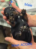 Acorn, a male Miniature Dachshund for sale in Bay Springs, MS – 2 of 6