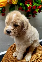 Sam, a male Miniature Goldendoodle for sale in Red Boiling Springs, TN – 3 of 4