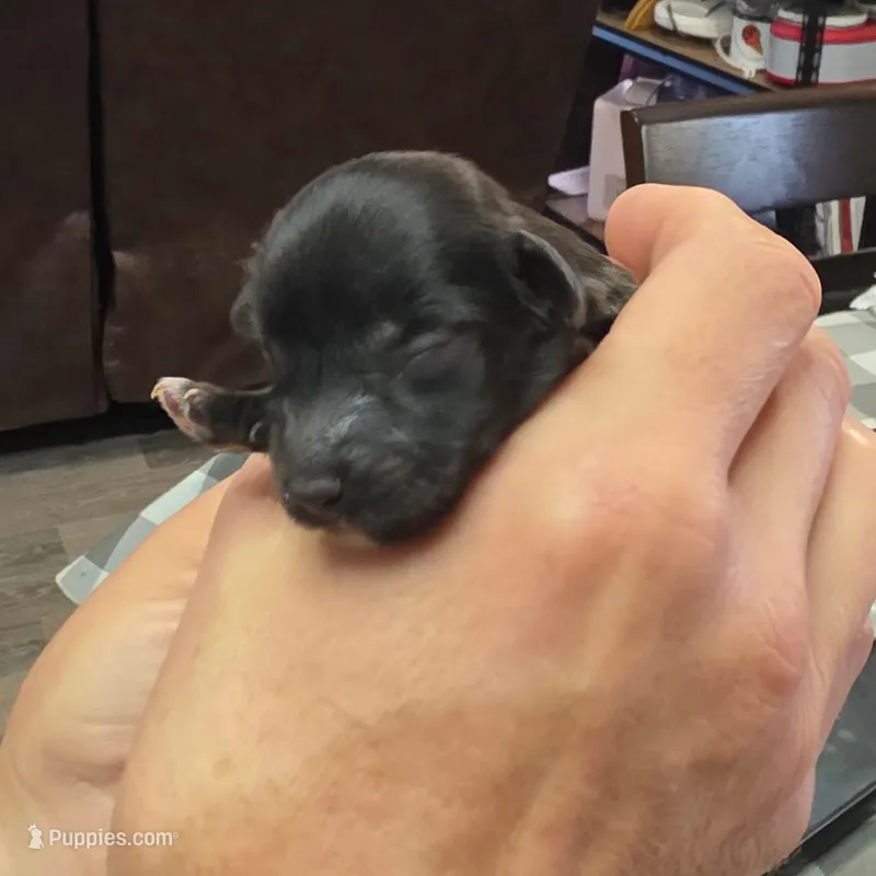 Brownie – Doxiepoo puppy for sale in Bay Springs, MS