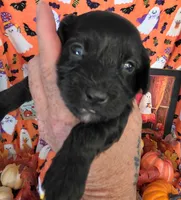 Biscotti , a male Doxiepoo for sale in Bay Springs, MS – 7 of 9