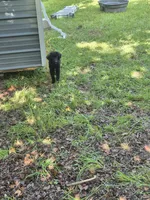Zena, a female Golden Mountain Dog for sale in Bay Springs, MS – 5 of 7