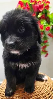 Star, a female Golden Mountain Dog for sale in Red Boiling Springs, TN – 3 of 3