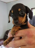 Rocky, a male Miniature Dachshund for sale in Bay Springs, MS – 4 of 7