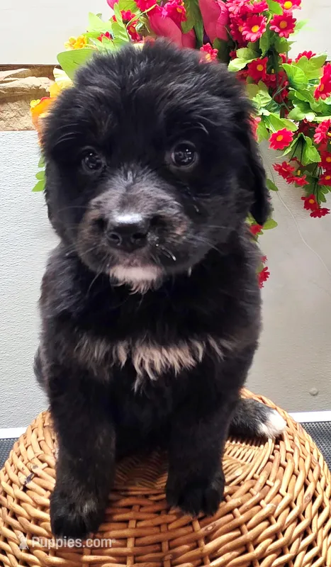Star – Golden Mountain Dog puppy for sale in Red Boiling Springs, TN