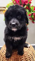 Star, a female Golden Mountain Dog for sale in Red Boiling Springs, TN – 1 of 3