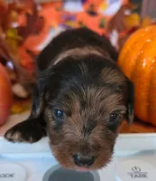 Keebler, a male Doxiepoo for sale in Bay Springs, MS – 9 of 10