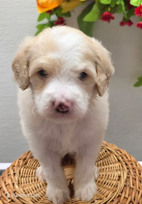 Bernie Mac – Miniature Goldendoodle puppy for sale in Red Boiling Springs, TN