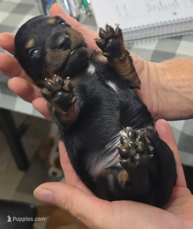Acorn – Miniature Dachshund puppy for sale in Bay Springs, MS
