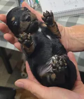 Acorn, a male Miniature Dachshund for sale in Bay Springs, MS – 1 of 6
