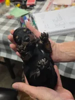 Acorn, a male Miniature Dachshund for sale in Bay Springs, MS – 6 of 6