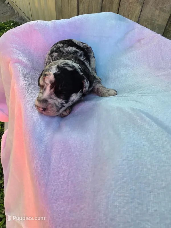 Skittles – Miniature Goldendoodle puppy for sale in Red Boiling Springs, TN